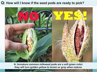 Collect Milkweed Pods To Help Monarch Butterflies | Community ...