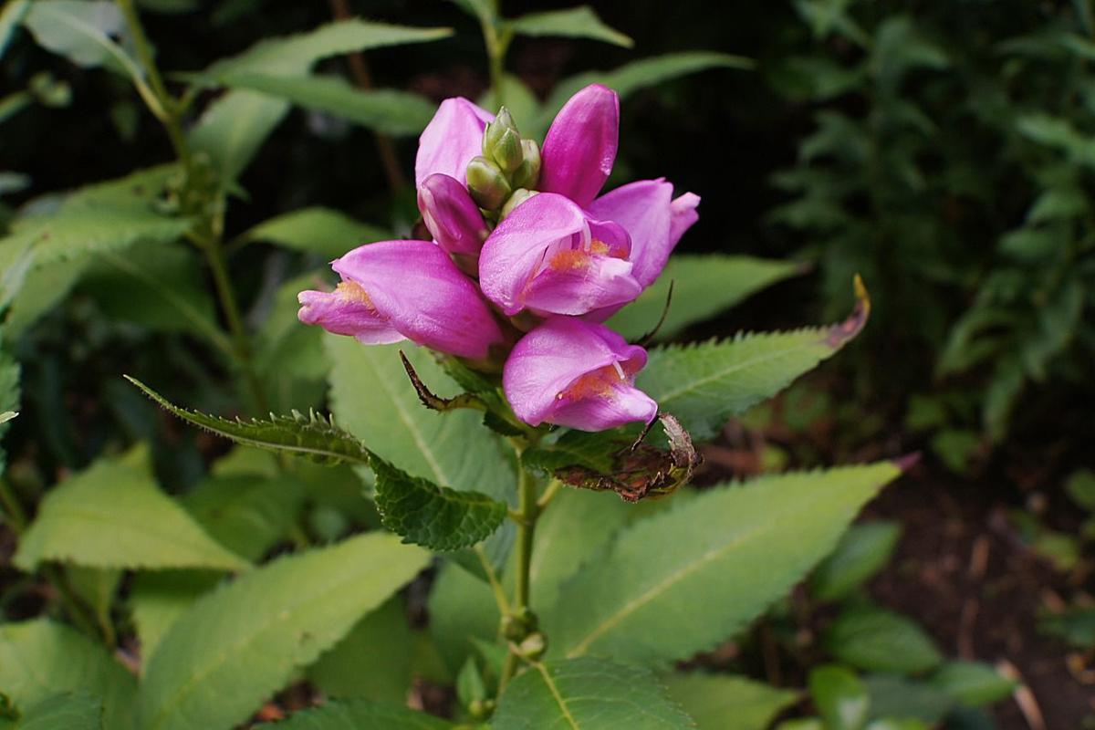 5 Plants You Can Start Growing Now That Will Bloom in the