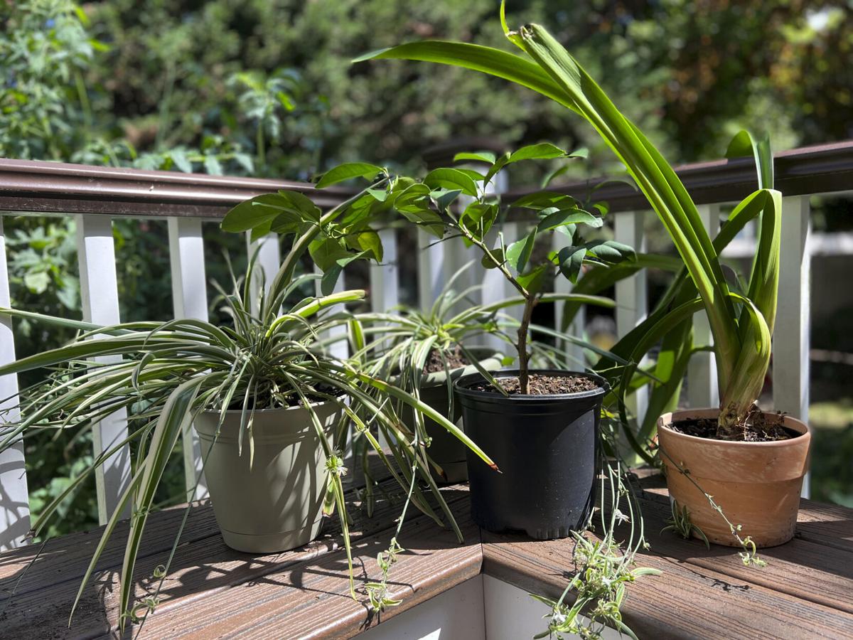 Houseplants