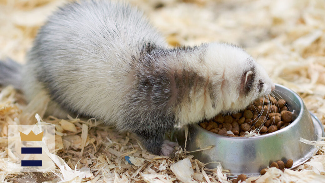 The best ferret food