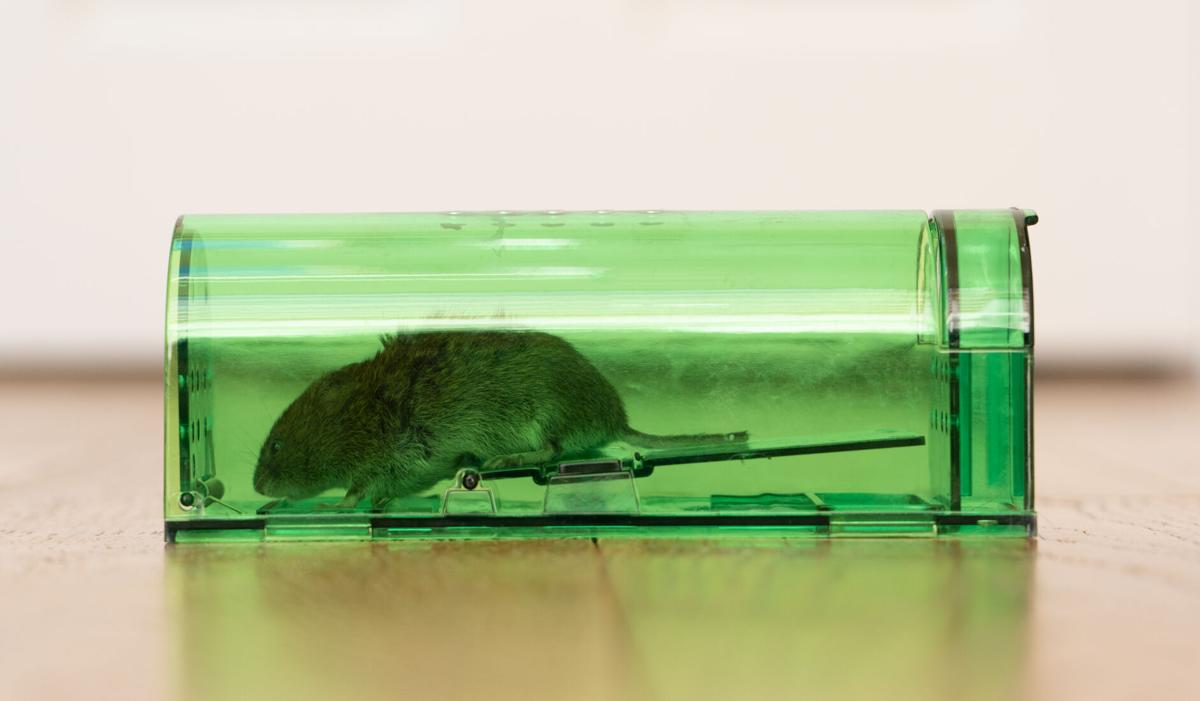 Rodents