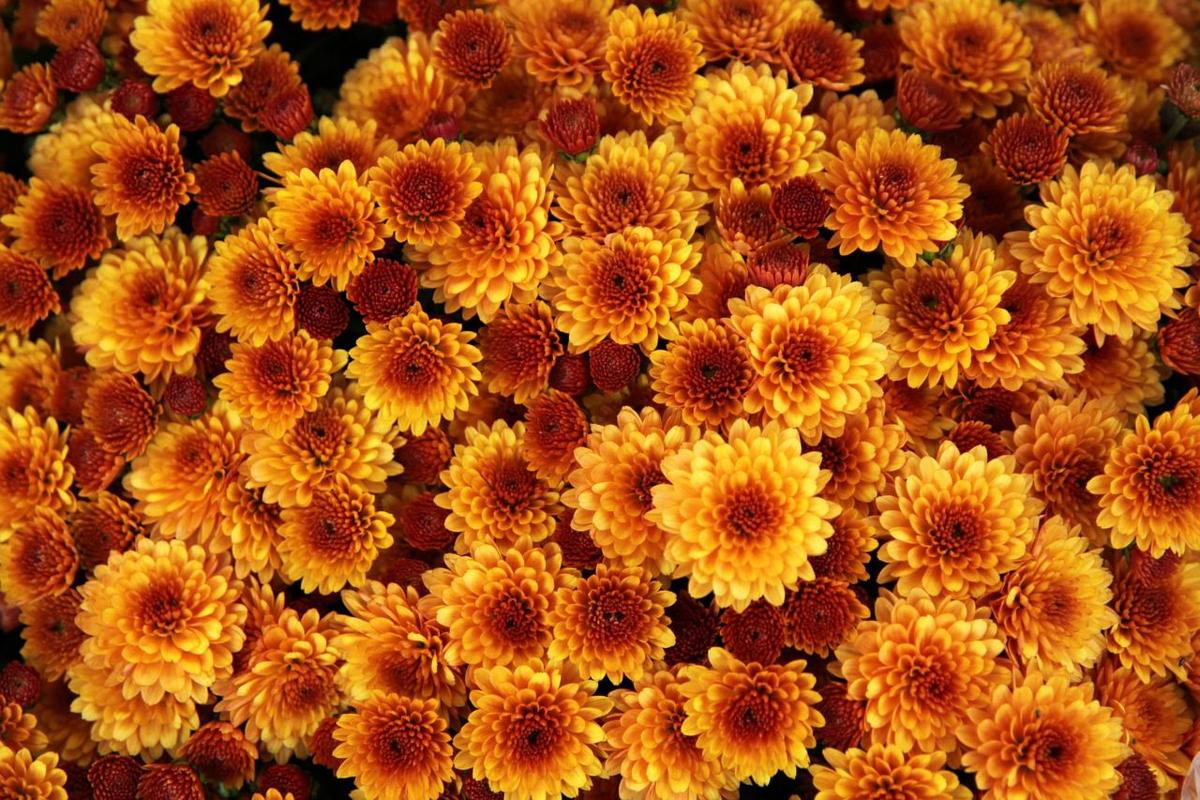 Mums 101 how to care for your fall flowers Landscaping