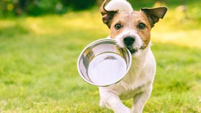 Finding the best food for your dog's nutritional needs and life stage requires understanding the different types and formulas that are available.