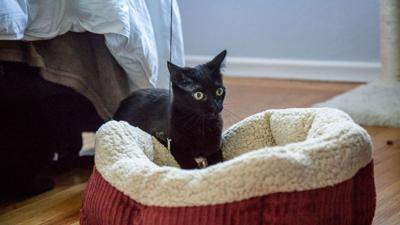 If your cat doesn't like the new bed or house, try using a calming spray to encourage relaxation around it.