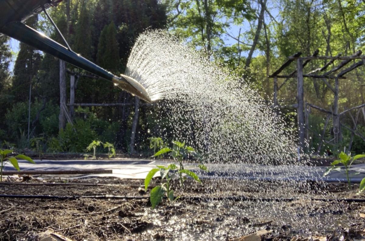 Gardening How Much Rain