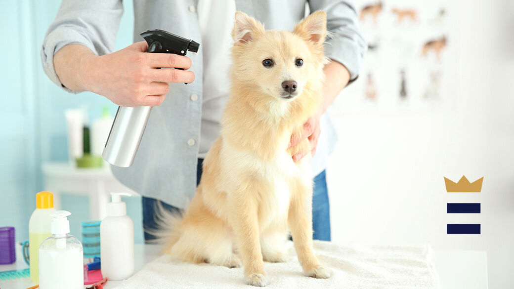 Fleas, ticks, mosquitoes and other bugs and insects can cause serious and life-threatening diseases in your cat or dog, including Lyme disease and heartworm.