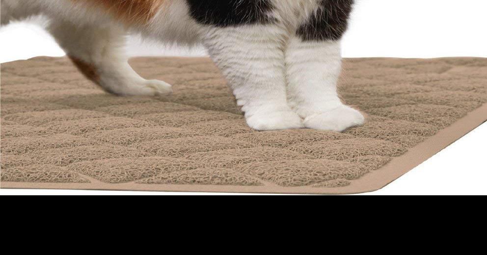 How to keep your cat from tracking litter all over the house Homeand