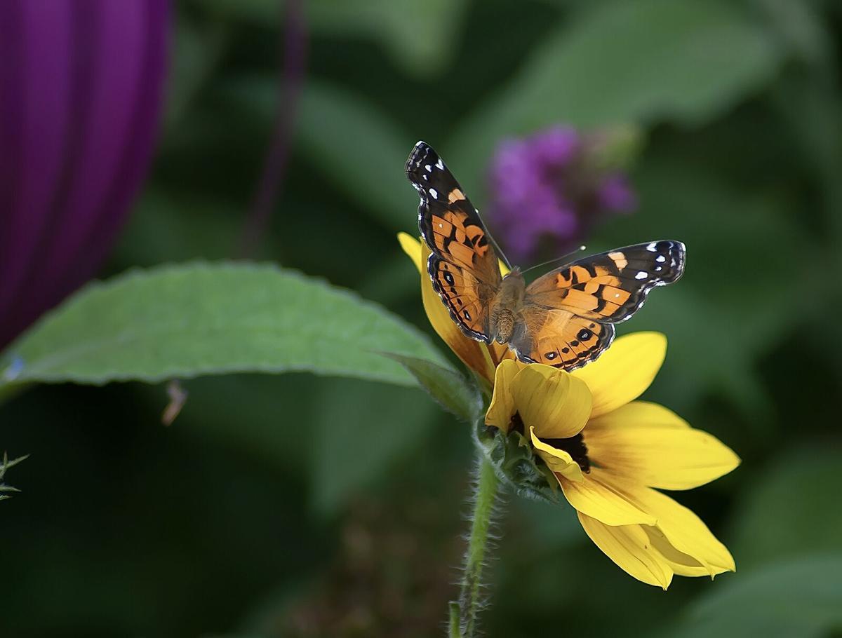 LIFE-HOME-ONGARDENING-5-MCT