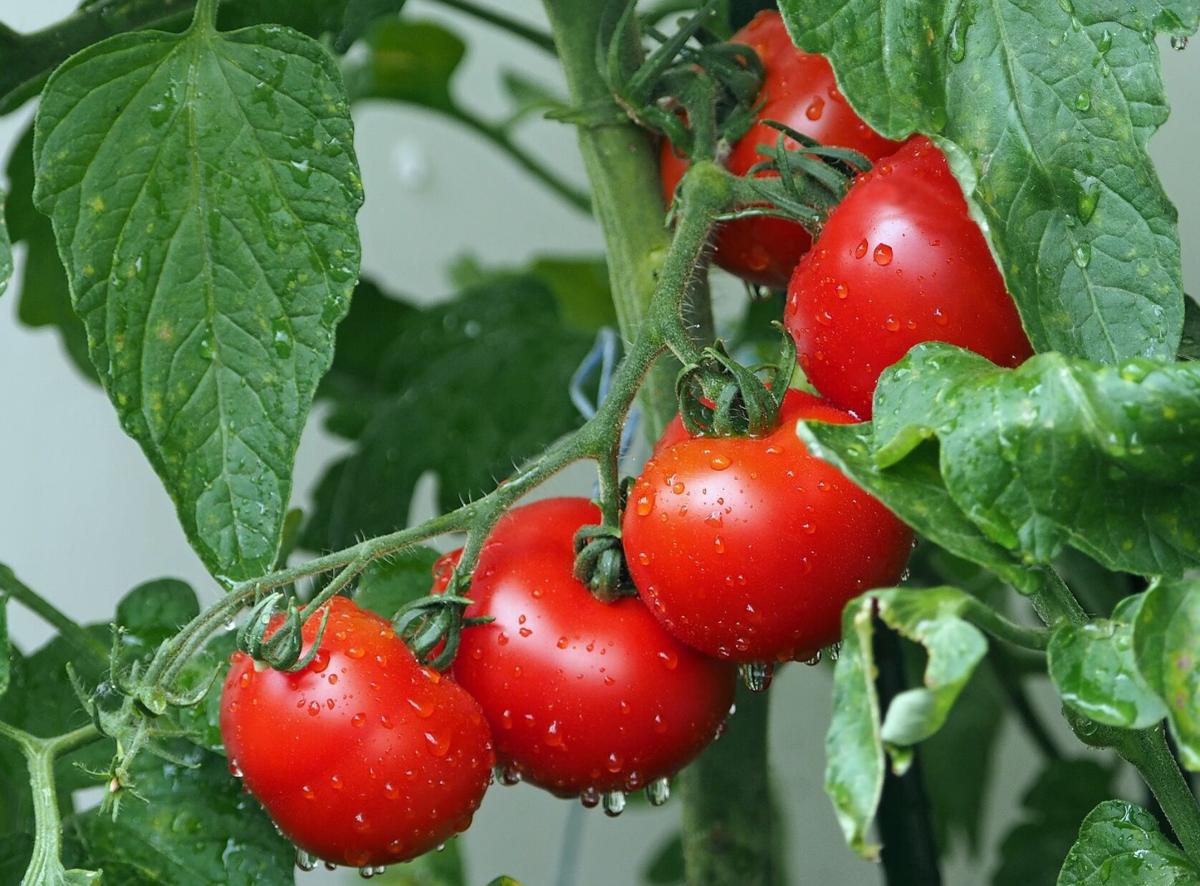 Tomato plants