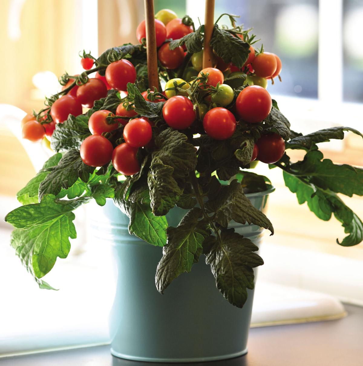 Short on garden space for veggies? Smaller varieties thrive in pots