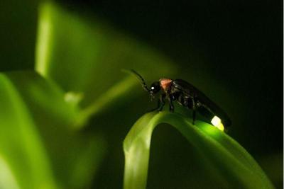 west fireflies ptonline resumed firefly