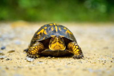 Wvdnr Asking For Public S Help In Tracking Firefly Box Turtle Populations News Ptonline Net
