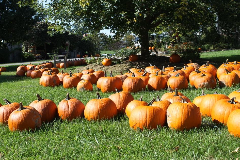 Stumpkin S Pumpkins Opening For Fourteenth Year News Ptonline Net