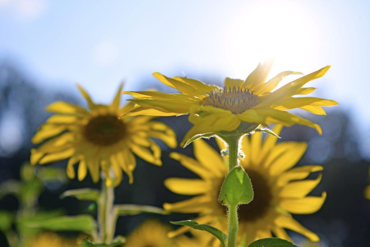 Fields Of Sunflowers Captivate At Camp Creek News Ptonline Net