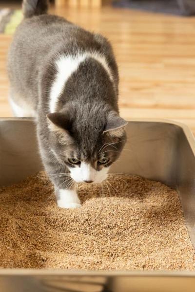 5 Ways to Shrink Your Cat’s Carbon Pawprint This Earth Day