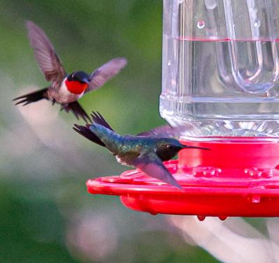 Hummers on feeder