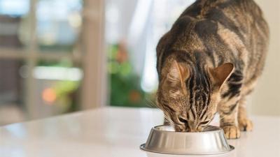 A Healthy Gut, A Happier Pet: Why Digestive Health Matters More Than You Think