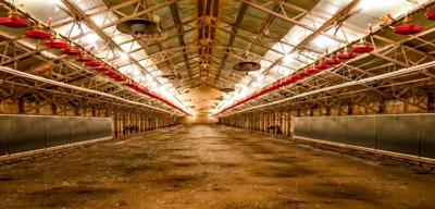 Timothy Bundren’s chicken barns