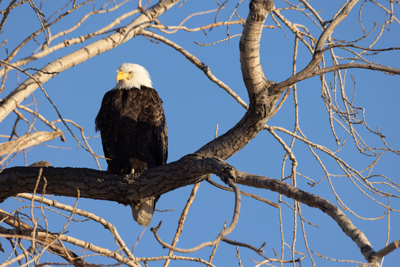 Bald Eagle
