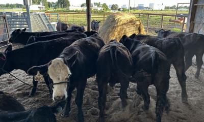 Cows are pictured at the University of Missouri South Farm