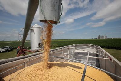 U.S. Soybean Futures Plunge Amid Renewed Fears Of Trade War With China