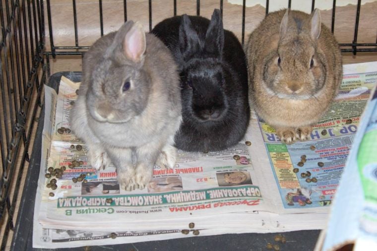 rabbit rescue centers