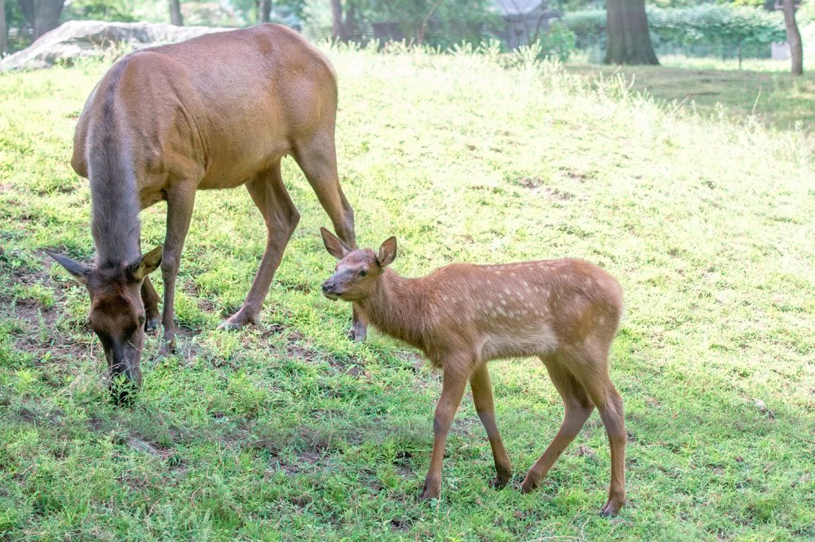 Baby elk joins the herd | | qchron.com, image size:1157x770