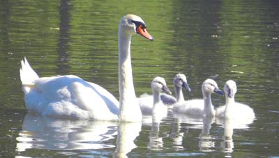 Third time the charm for swan-saving bill? | 