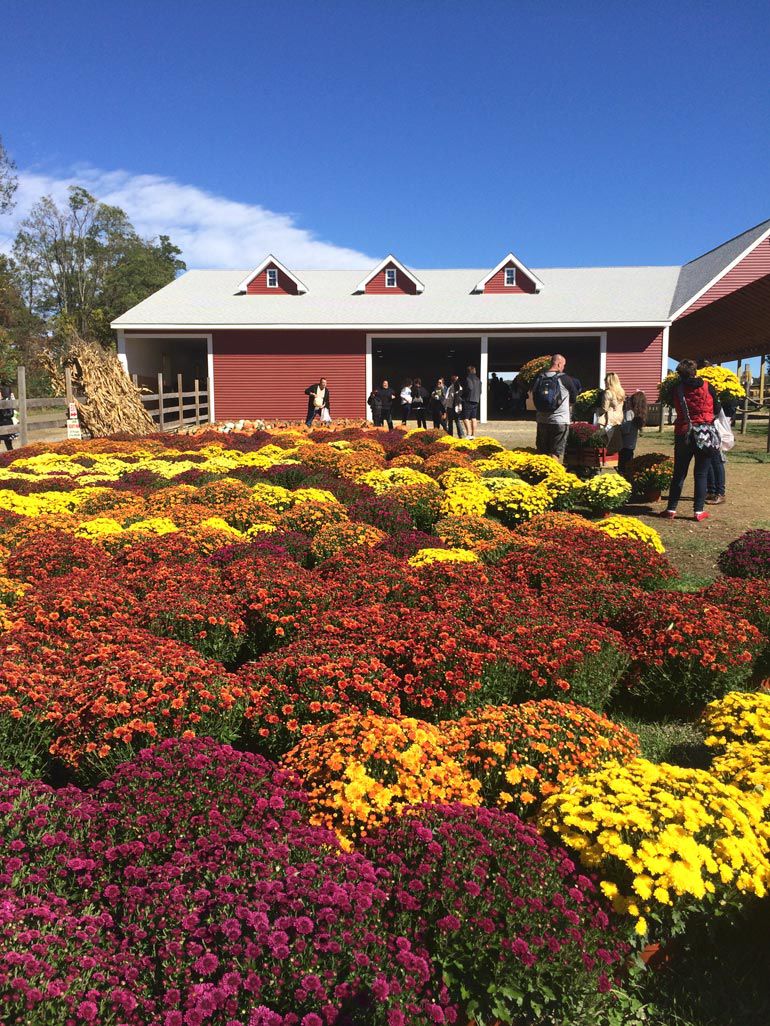 Only the freshest at these fine farms