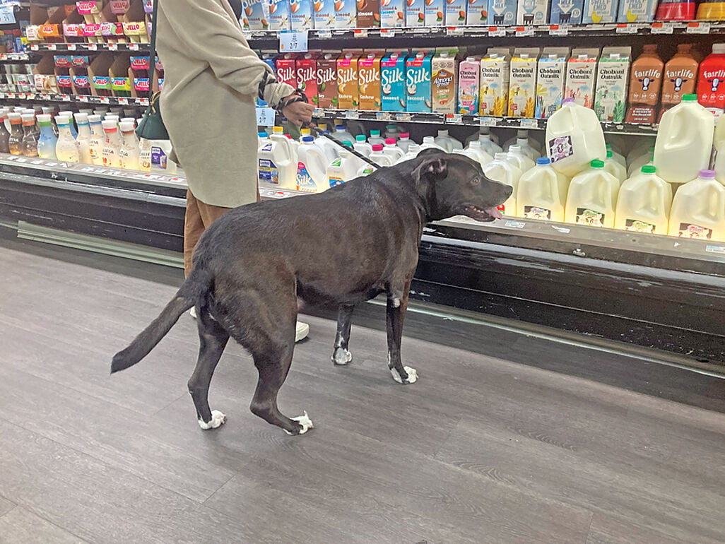 Dogs in stores Why and what are the rules qchron