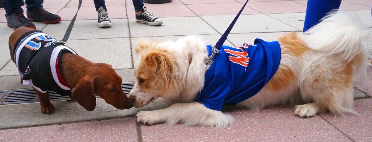 The Mets celebrated Labor Day by inviting fans to bring their dogs