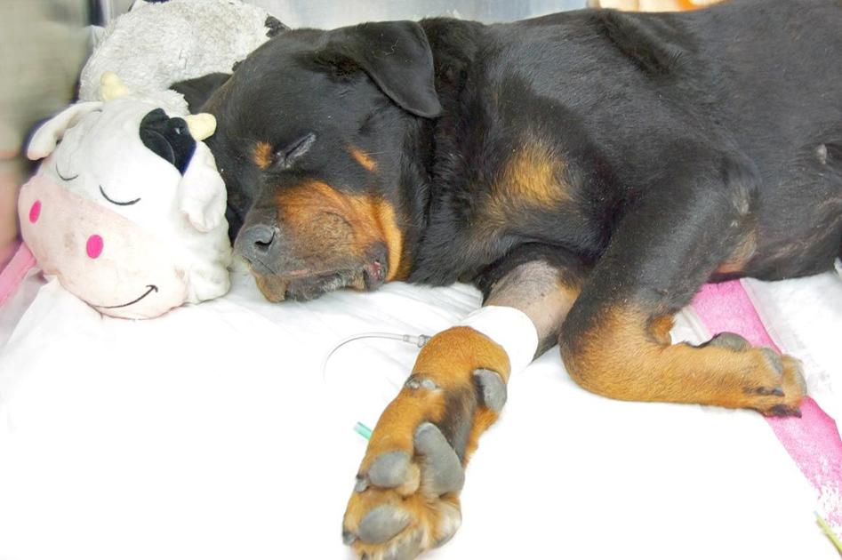 Dog euthanized after being thrown from car