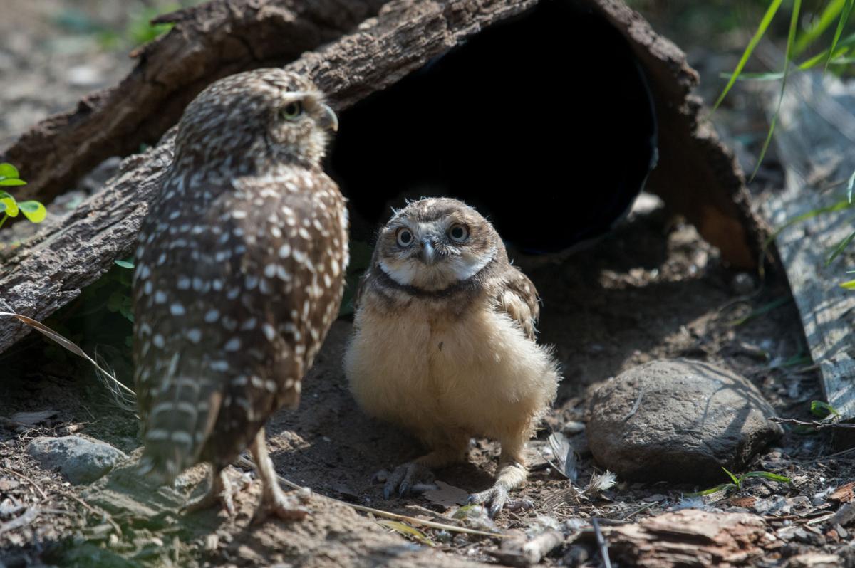 Queens Zoo's adorable burrowing owl owlets hatch