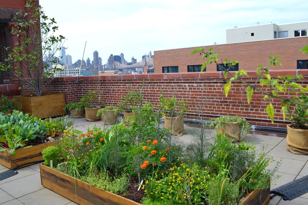 PS1 offers a healthy rooftop option | | qchron.com