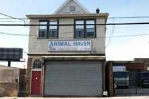 Animal Haven shelter closing in Flushing | North/Northeast ...