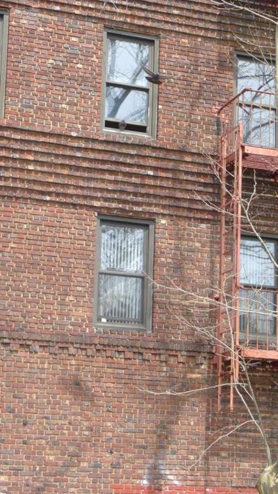 Pigeons nest up in Dana Ct apartment qchron com
