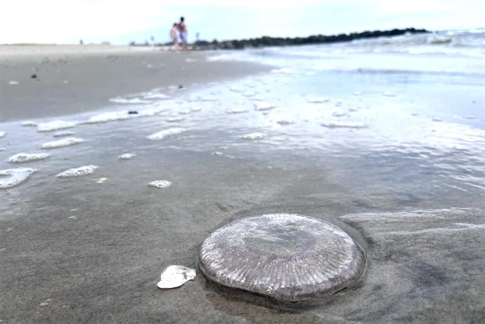 Jellyfish clog shore, sting swimmers in Rockaway Lifeguard has heard more complaints in three days than in 25 years on the job by Samantha Maldonado, THE CITY REPORTER Sep 3, 2026 48 mins ago