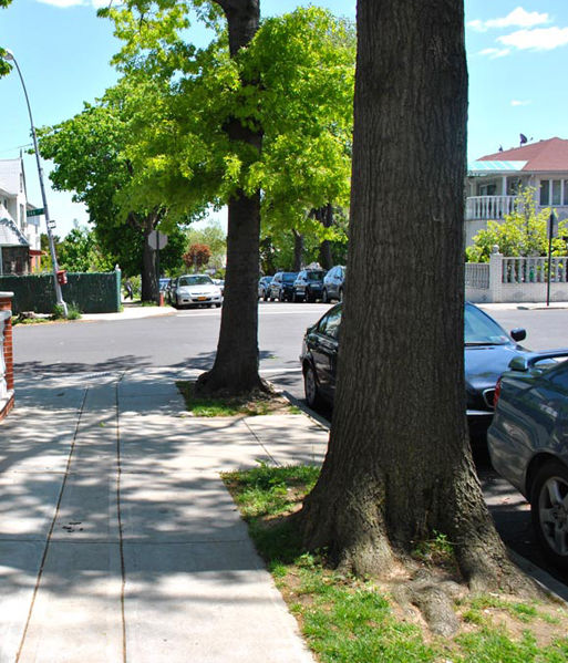 Arborist: Parks not punishing tree abuse | | qchron.com