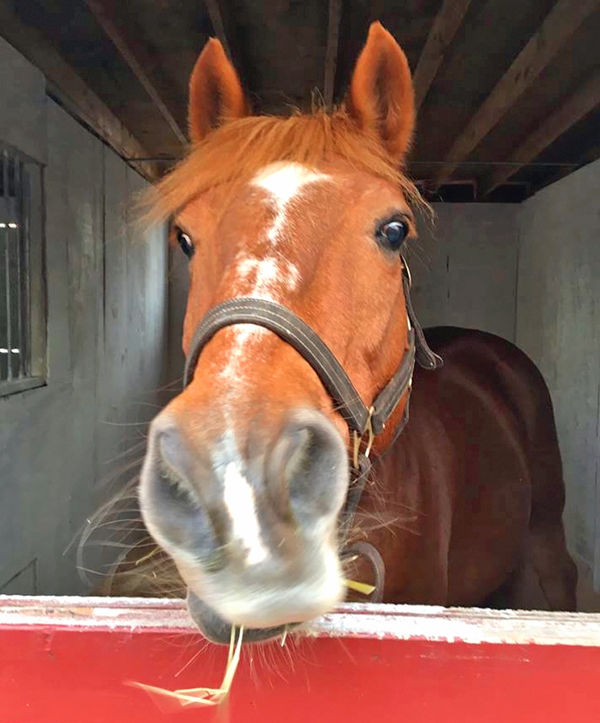 Gallopnyc Obtains Fohi Riding Center Central Mid Western Queens News Qchron Com
