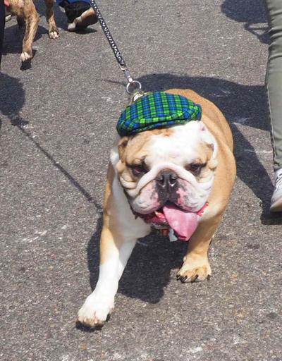 Irish For A Day St Pat S In Queens Qboro Arts Culture