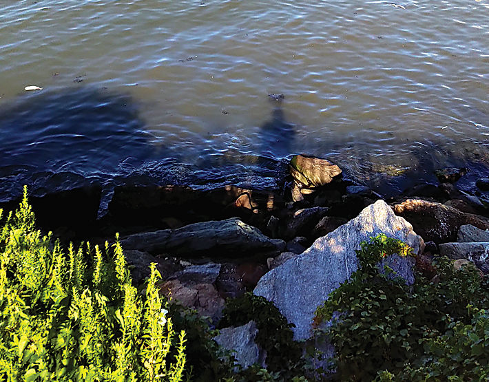 Sudden fish dieoff in Little Neck Bay