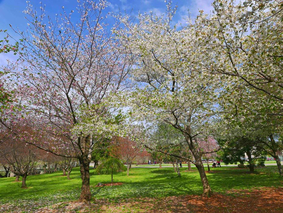 Cherry blossom fest hits Flushing Meadows