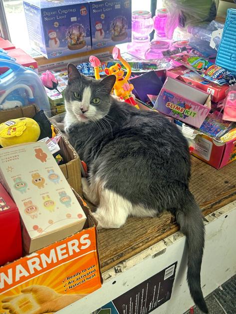 Legislation aims to legalize bodega cats