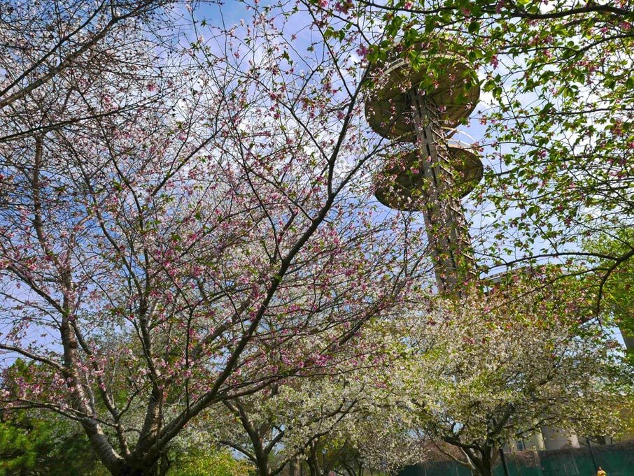 PHOTOS Cherry blossom fest hits Flushing Meadows