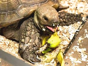 Tortoise swiped from Alley Pond Environmental Center