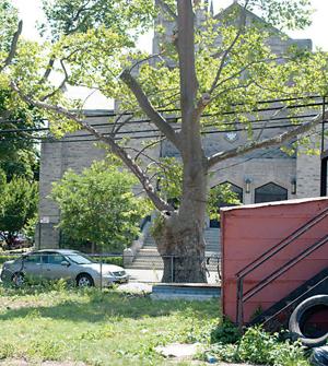 Parks seeks restitution for two damaged trees