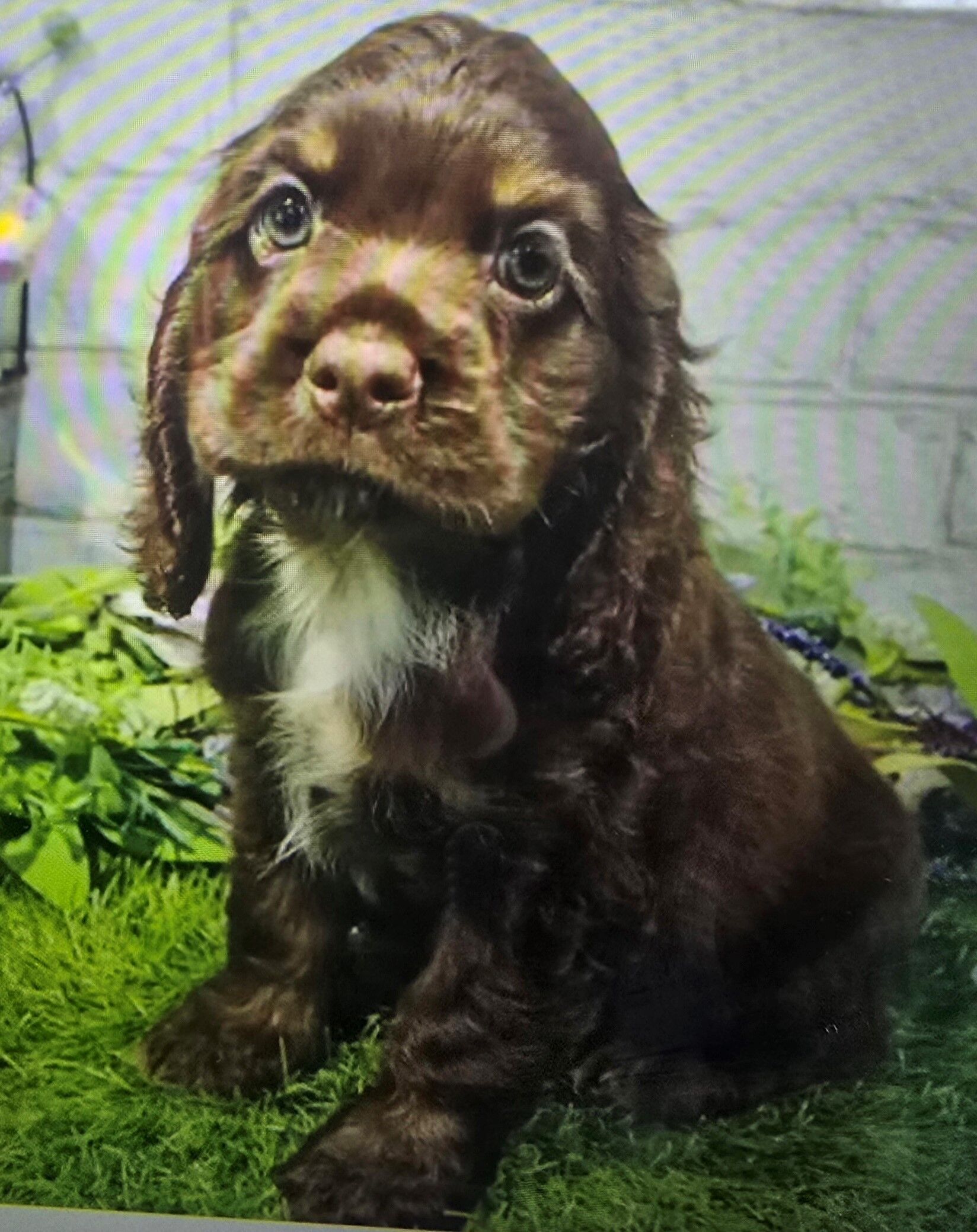 Cocker spaniel. 850 - 950. m