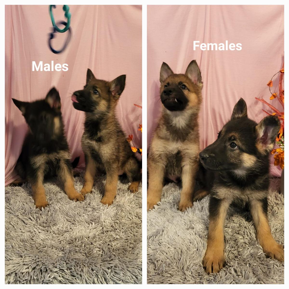are german shepherds playful dogs