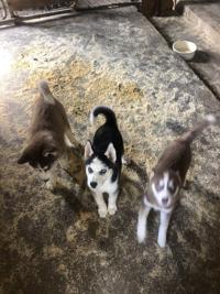 Quad City Times Classified Ads Newspaper Online Classifieds Dogs Qctimes Com
