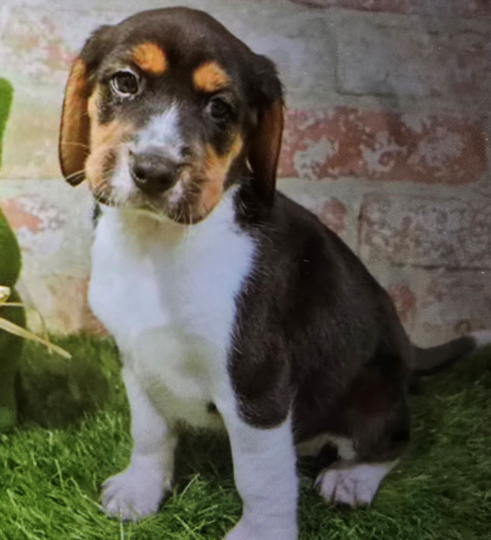 Beagle. 600-700. male and fe